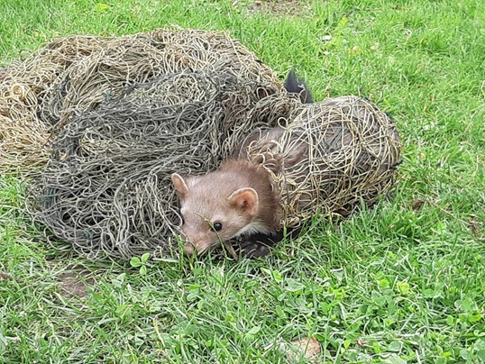Kapronvõrku takerdunud kivinugis