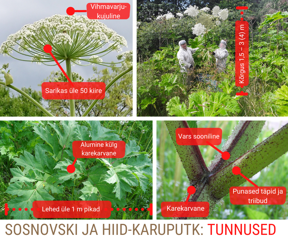 Karuputke välised tunnused selgitustega