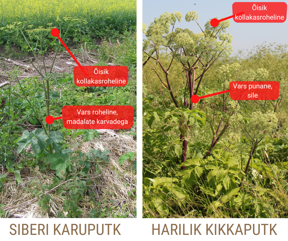 Siberi karuputke ja hariliku kikkaputke taimed