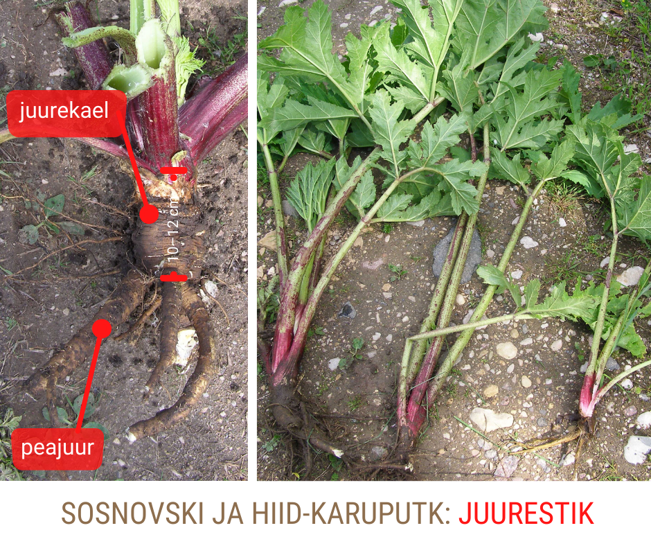 Juurtega väljakaevatud taimed, kus on näha juurekaela ja paejuure paiknemine