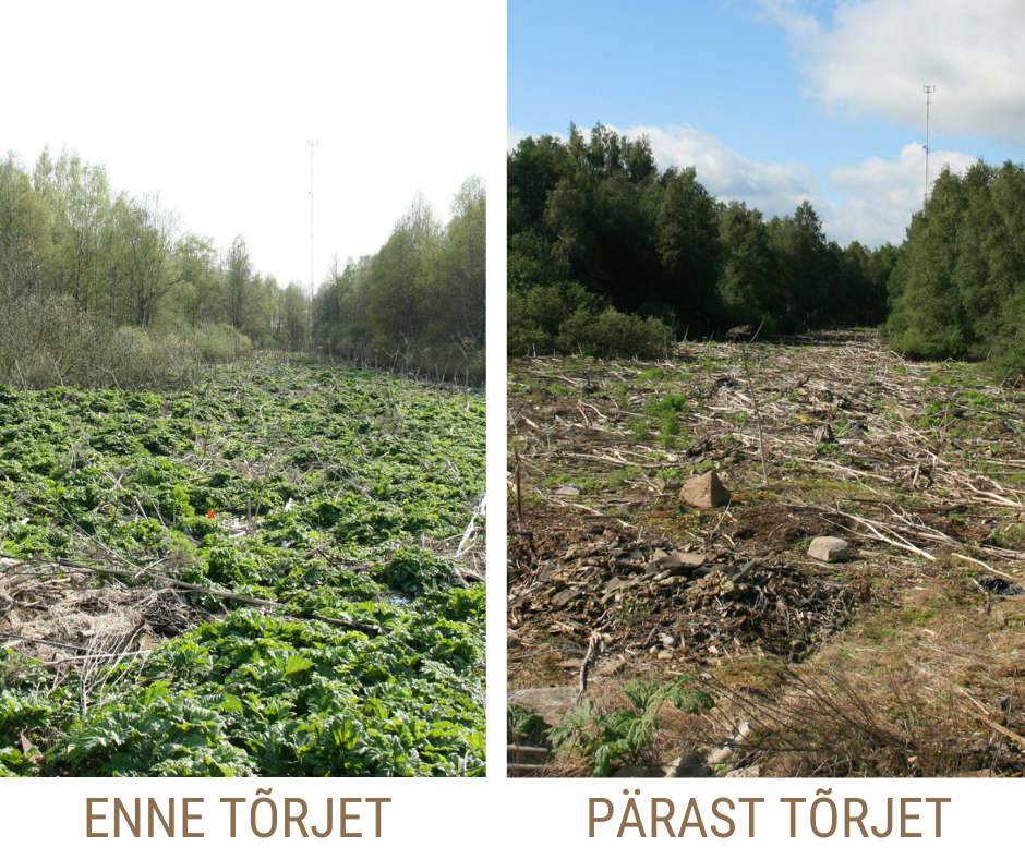 Piltidel on näha koloonia enne tõrjet  (madalad rohelised lehed) ja pärast tõrjet (karuputke taimi ei ole enam näha).