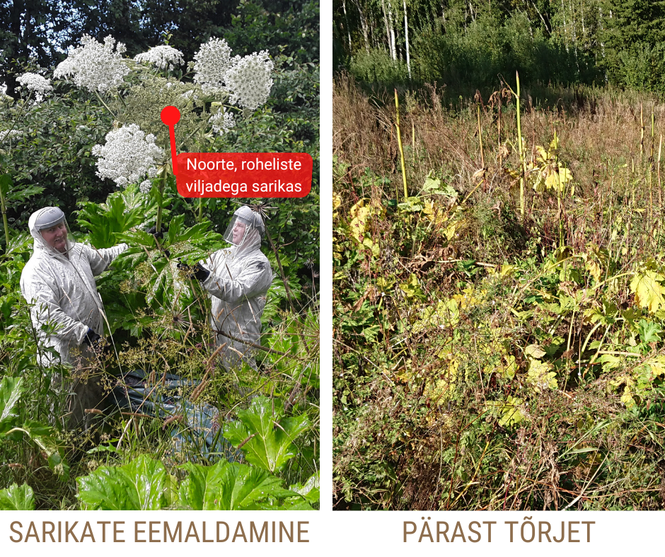 Kaitseriietuses mehed eemaldavad taimelt sarikaid. Teisel pildil näha eemaldatud sarikatega taimed. 