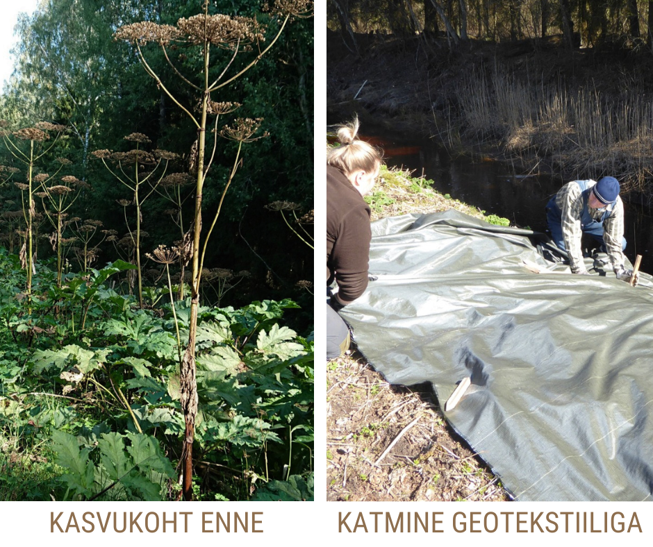 varakevadel katavad kaks inimest aa geotekstiiliga