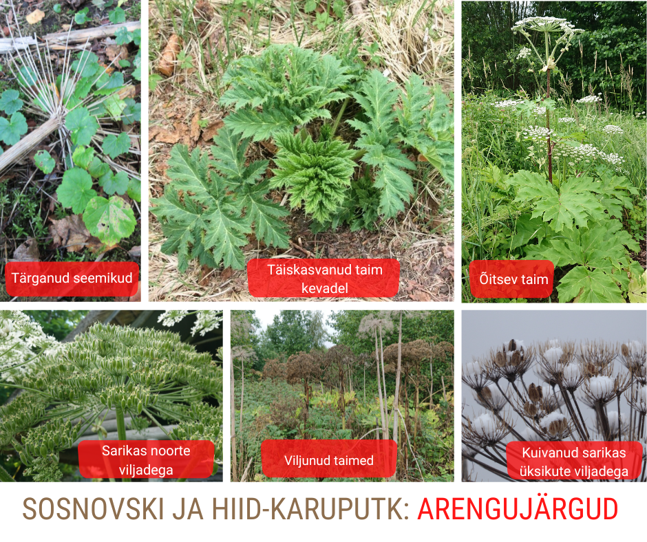 Karuputke erinevad arengujärgud