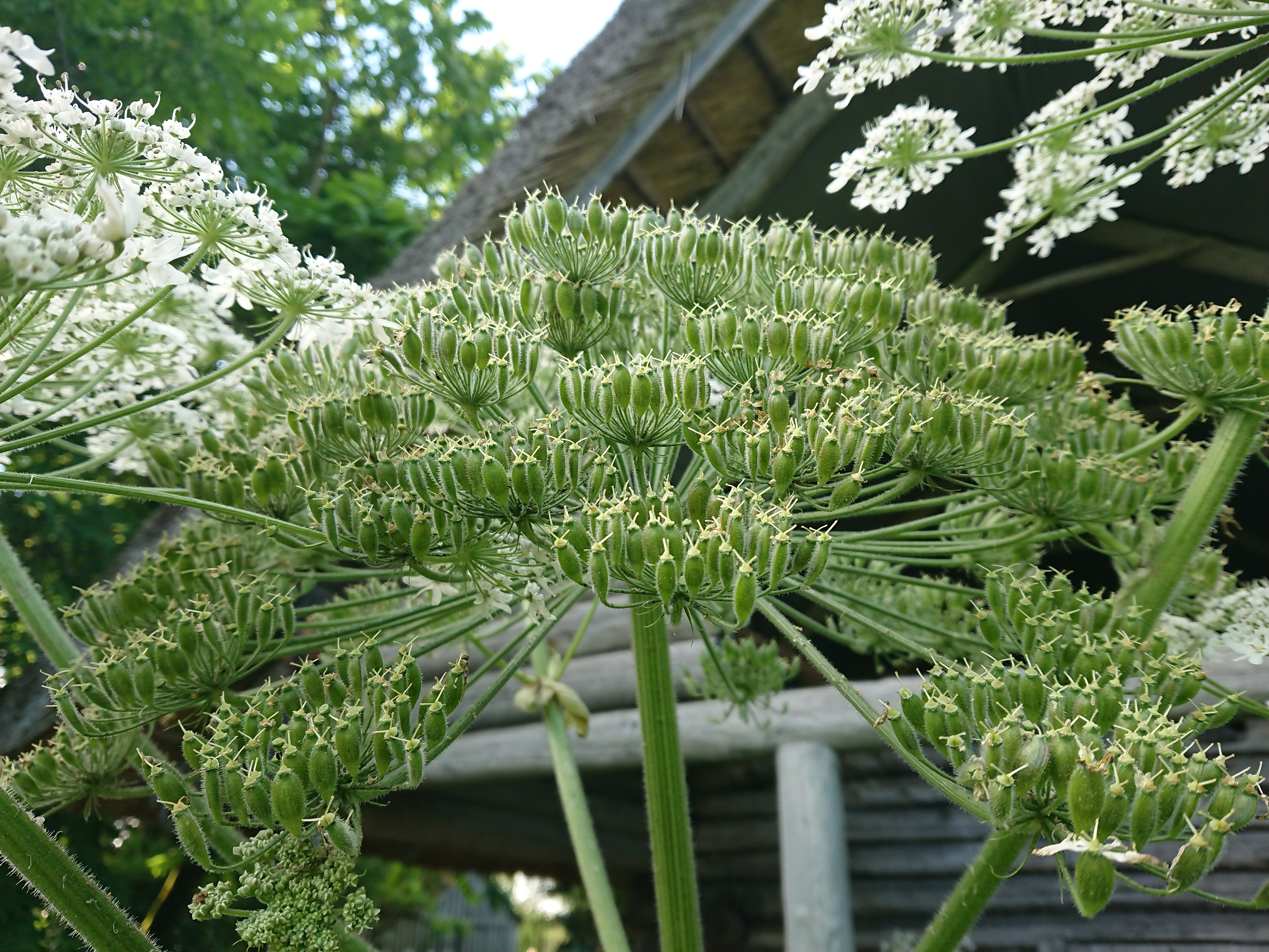Suurena on noorte, roheliste viljadega (seemnis) sarikas