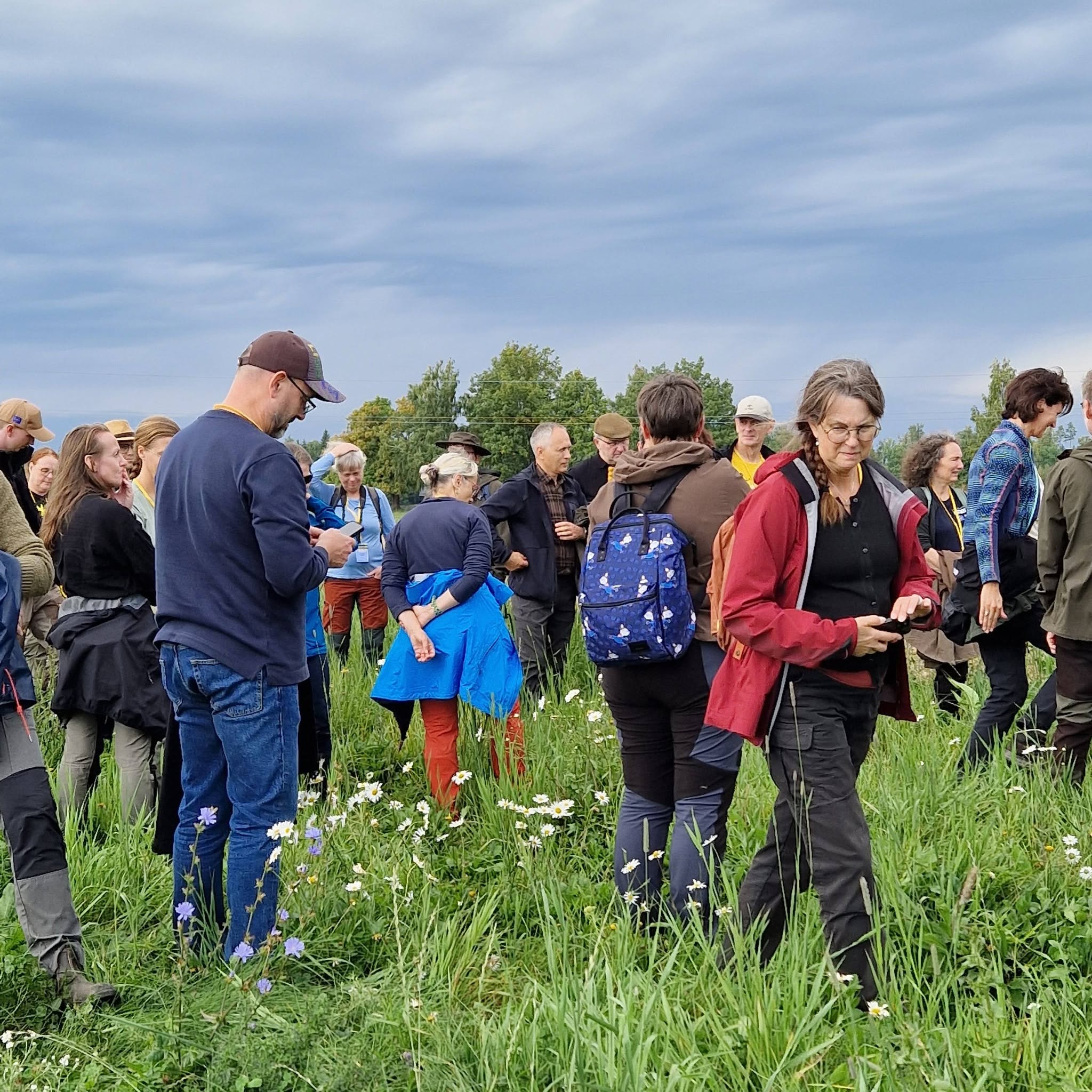 Grupp inimesi uudistamas põllule rajatud rohumaariba, milles on märgata õitsemas valgeõielist harilikku härjasilma.