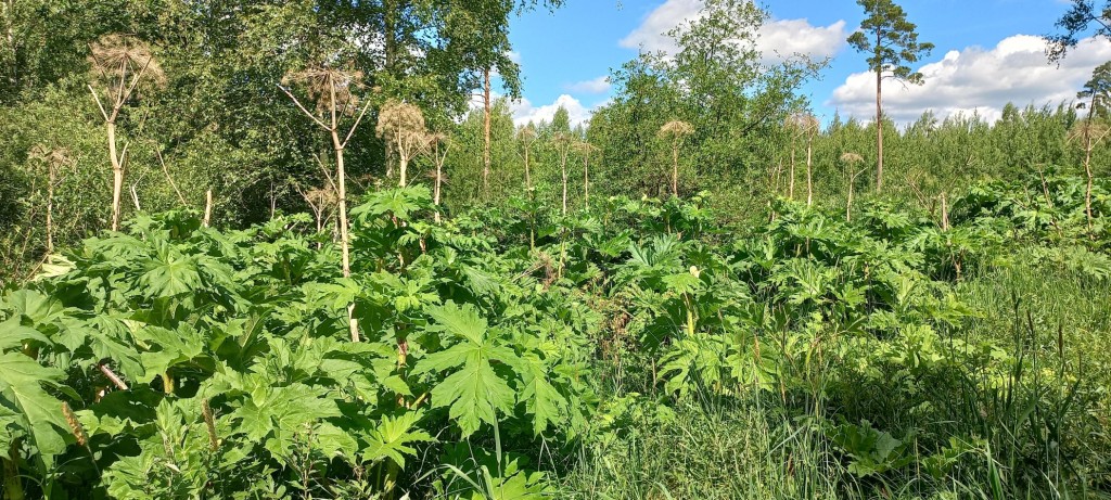Karuputk_Foto Eike Tammekand.jpg
