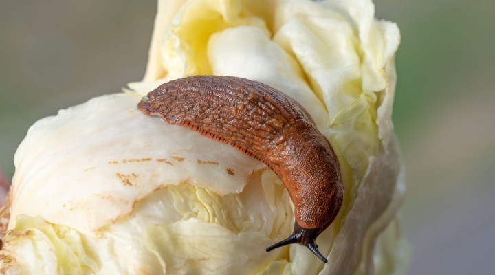 Hispaania teetigu. Foto Maris Sepp.jpg