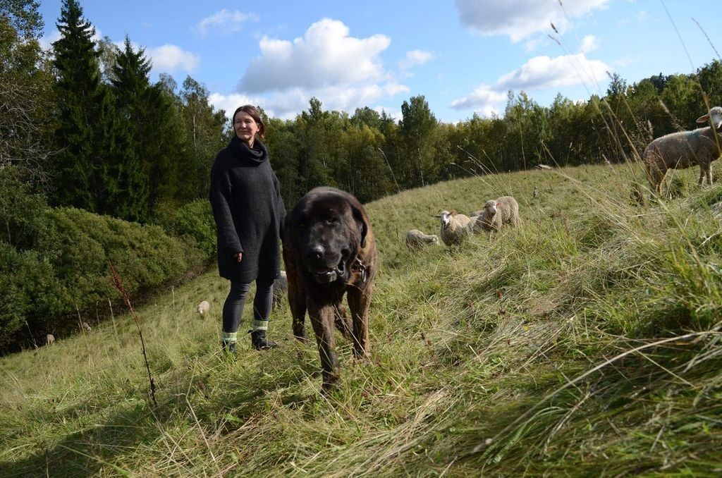 Keerukal maastikul on lammaste karjatamisel heaks abiks karjavalvekoerad Foto Margit Turb.jpeg