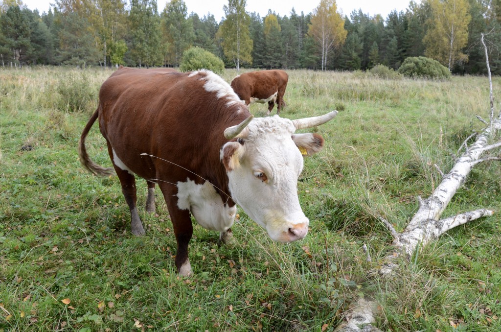 Lihaveised hooldavad pärandkooslusi Foto Margit Turb