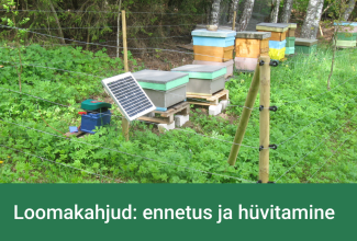 Mesitarud on ümbritsetud elektrikarjusega, et karusid eemal hoida